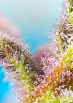 Purple Punch OG Feminised Seeds-SS-PPOG-FEM