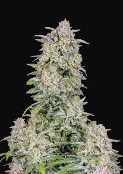 Forbidden Runtz Auto Feminised Seeds-FB-FORBRUNTZ-AUTO-FEM