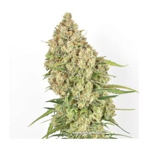 Amsterdam Amnesia Feminized Seeds-dp-amsterdam-amnesia