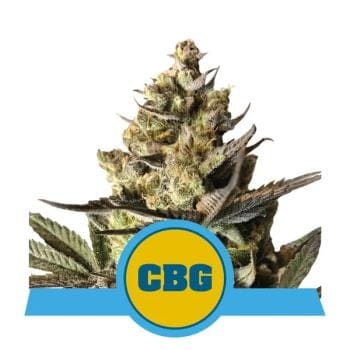 Royal CBG Auto Feminised Seeds-RQS-CBG-AUTO-FEM