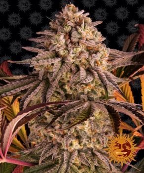 Blue Sunset Sherbert Feminised Seeds-BFS-BLUSUNSHERB-FEM