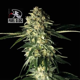Fuel D.OG Feminised Seeds-SMAN-FUELDOG-FEM