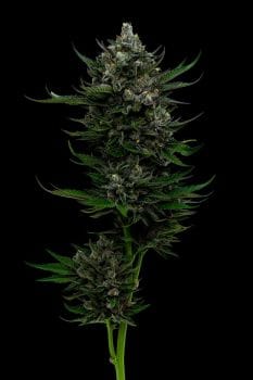 All Gas OG Feminised Seeds-HUMB-AGOG-F