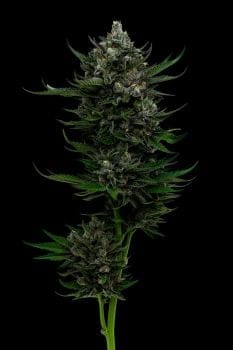 All Gas OG Feminised Seeds-HUMB-AGOG-F