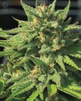 Bigfoot Glue Feminised Seeds-HUMB-BFG-F