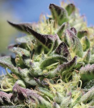 Vanilla Frosting Feminised Seeds-HUMB-VF-F