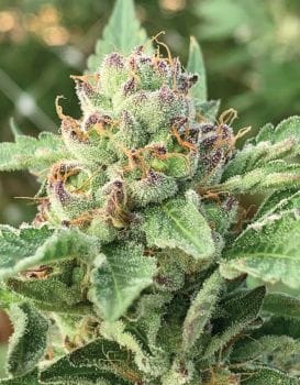 Apple Blossom Feminised Seeds-HUMB-APB-F
