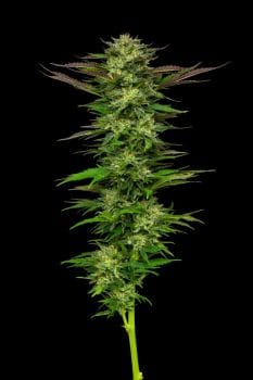 Apricot Papaya Feminised Seeds-HUMB-APA-F