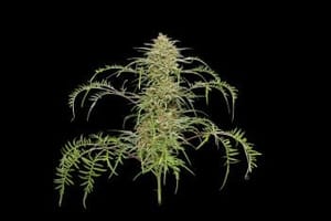 Freakshow Feminised Seeds-HUMB-FS-F