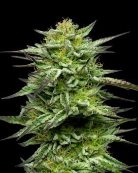 Mountaintop Mint Feminised Seeds-HUMB-MTM-F