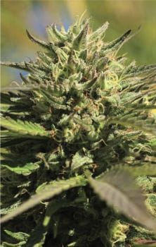 OG Kush Feminised Seeds-HUMB-OGK-F