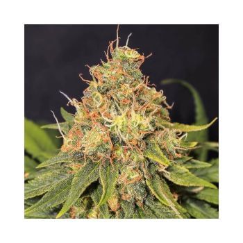 Only CBD Feminised Seeds-EVA-ONLY-CBD-FEM