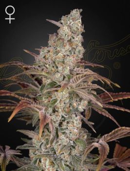 Jack's Dream Feminised Seeds-GHJACKSDREAM