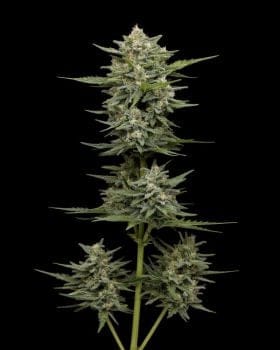 Vanilla Latte Auto Feminised Seeds-HUMB-VLA-F