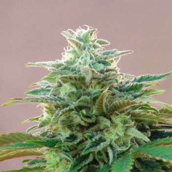 Kannabia CBDV Auto Feminised Seeds-KBKCBDVA