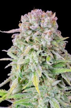 Original Afghan Kush Auto Feminised Seeds-FB-AFKU-AUTO-FEM