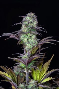 Original Blueberry Auto Feminised Seeds-FB-BLUB-AUTO-FEM