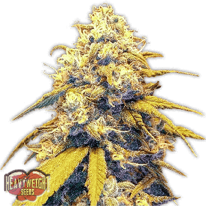 Strawberry Cake Auto Feminised Seeds-HWS-STRAW-AUTO-FEM