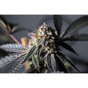 Purple OG Punch Feminised Seeds-SSSC-POGP-FEM