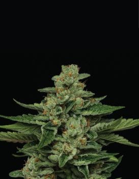 Fortune Cookie Feminised Seeds-HUMB-FC-F