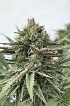 Humboldt Pound Cake Feminised Seeds-HUMB-HPC-F