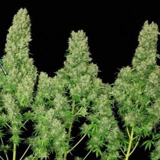 White Russian Feminised Seeds-white-russian-feminised-seeds-serious