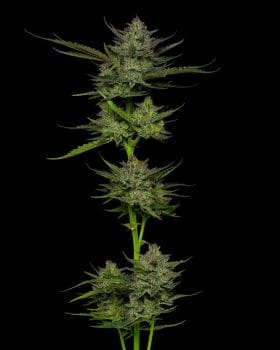 Sour Apple Auto Feminised Seeds-HUMB-SAA-F