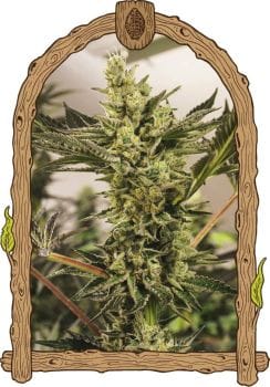 Banana Mash Auto Feminised Seeds-EXO-BANM-AUTO-FEM