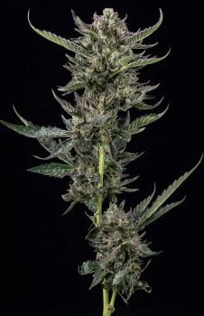 Notorious THC Feminised Seeds-HUMB-NTHC-F