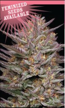 Raspberry Parfait Feminised Seeds-HUMB-RP-F