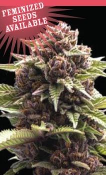 Squirt Feminised Seeds-HUMB-SQ-F