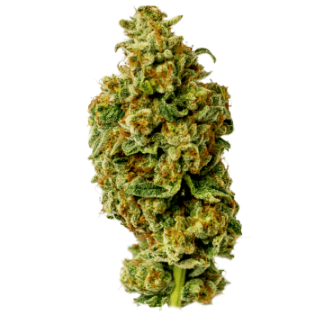 Wedding Tree Feminised Seeds-HUMB-WT-F