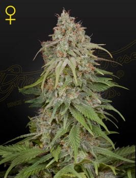 GH Amnesia Feminised Seeds-GHAMN