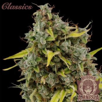 Buddha Classics Amnesia Feminised Seeds-BS-BSBAF