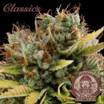 Buddha Classics Critical Feminised Seeds-BS-BSBCF