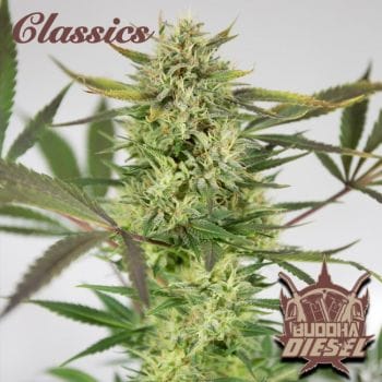 Buddha Classics Diesel Feminised Seeds-BS-BSBDIF