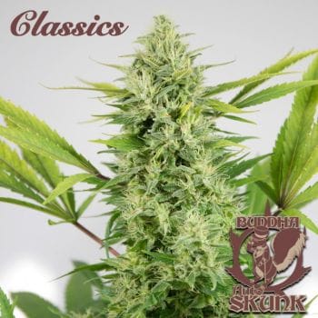 Buddha Classics Skunk Auto Feminised Seeds-BS-BSBASKF