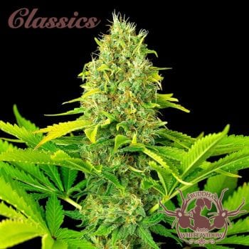 Buddha Classics White Widow Auto Feminised Seeds-BS-BSBAWWF