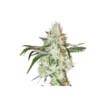 Lemon OG Feminised Seeds - 8-SSSC-LOG-FEM-8