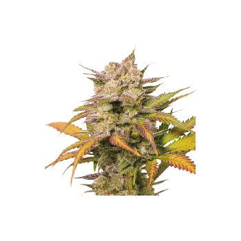 Sweet Bourbon Kush Auto Feminised Seeds-SSSC-SWBK-AUTO-FEM