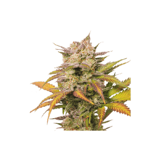 Sweet Bourbon Kush Auto Feminised Seeds-SSSC-SWBK-AUTO-FEM