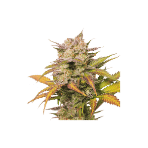 Sweet Bourbon Kush Auto Feminised Seeds-SSSC-SWBK-AUTO-FEM