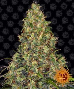 Amnesia Haze Auto Feminised Seeds-BFS-AH-AUTO-FEM