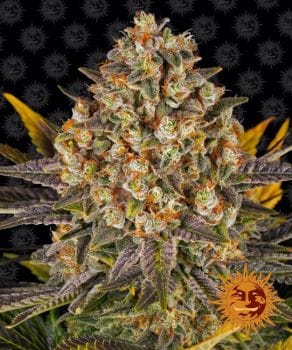 Banana Punch Feminised Seeds-BFS-BANP-FEM