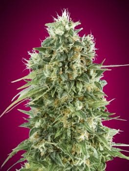 Bubble Gum CBD Feminised Seeds-00S-BGUM-CBD-FEM