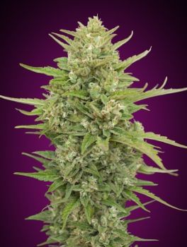 Super Skunk Auto Feminised Seeds-00S-SSK-AUTO-FEM