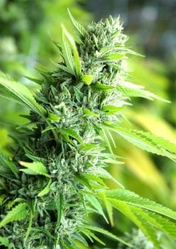 Banana Sapphire Feminised Seeds-HDS-BANSAP-FEM