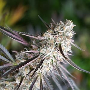 Florida Gaspack Feminised Seeds-HDS-FLORGP-FEM