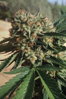 Sapphire OG Feminised Seeds-HDS-SAPOG-FEM