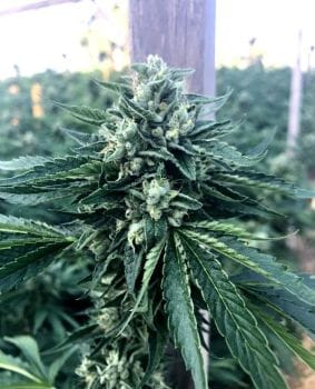 Cinnamon Buddha OG Feminised Seeds-HDS-CBOG-FEM